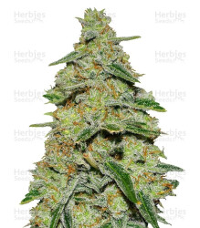 Lemon Cake (Heavyweight Seeds) Cannabis-Samen