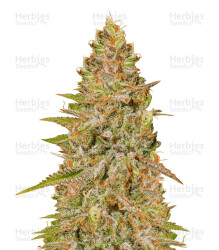 Critical Super Silver Haze (Delicious Seeds) Cannabis-Samen