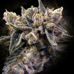 Bruised Banana - DNA Genetics