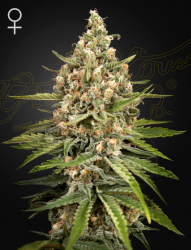 Bubba Slush - GreenHouse Seeds