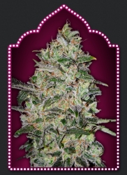 Bubble Gum Fast - 00 Seeds