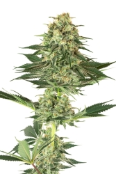 Banana Kush - White Label Seeds