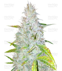 Auto AK (Female Seeds) Cannabis-Samen