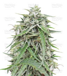 Auto NL (Female Seeds) Cannabis-Samen