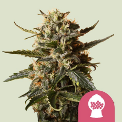 Bubblegum XL - Royal Queen Seeds