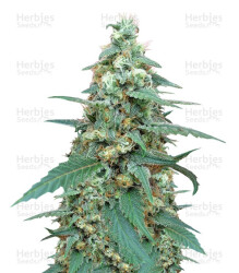 Mong-U-Mental (Dr. Krippling Seeds) Cannabis-Samen