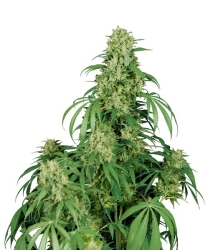 Calamity Jane Auto - Buddha Seeds