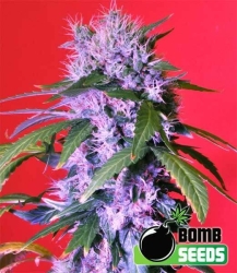 Berry Bomb - Bomb Seeds