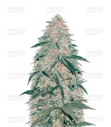 AK-77V (Victory Seeds) Cannabis-Samen