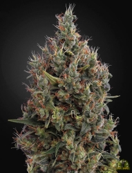 Big Bang Auto - Green House Seeds