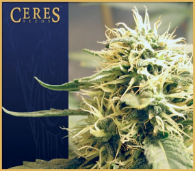 Ceres Kush - Ceres Seeds