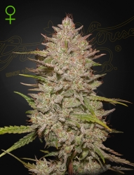 Chemical Candy Auto - GreenHouse Seeds