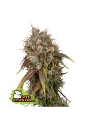 Black Rainbow - SeedStockers