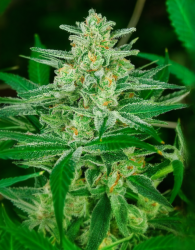 Blue Dream FAST - Atlas Seeds