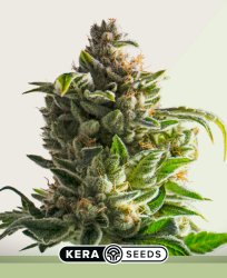 Crazy Bud Autoflower - Kera Seeds