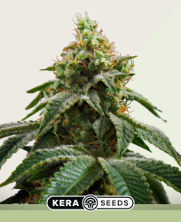 Crazy Mouse Autoflower - Kera Seeds