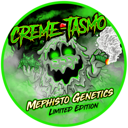 Creme-Tasmo Auto - Mephisto Genetics