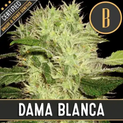 Dama Blanca - BlimBurn