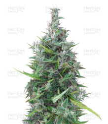 Lebanese Regular (Ace Seeds) Cannabis-Samen