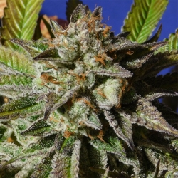 Bruce Cookies - Original Sensible seeds