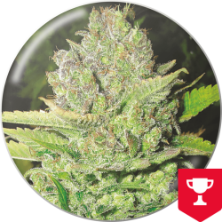 Devil Fruit - Medical Seeds