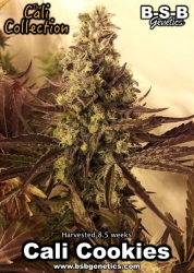 BSBs Cali Collection Girl Scout Cookies - BSB Genetics