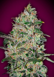 Bubble Gum FAST - 00 Seeds