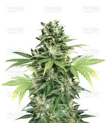 Auto Kaya 47 (Advanced Seeds) Cannabis-Samen