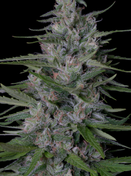 Don Bruce Banner - Don Avalanche Seeds