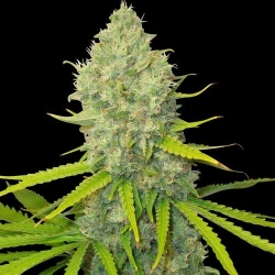 Bubblegun Reg. - Spliff Seeds