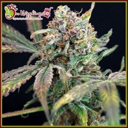 Bucks Purple Fizz - Dr Krippling Seeds