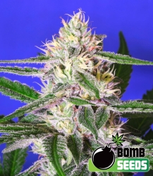 Edam Bomb - Bomb Seeds