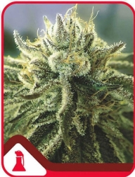 Canadian Kush 2.0 - Medical Seeds