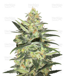 Amnesia Auto (Kera Seeds) Cannabis-Samen