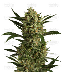 Cherry Grapefruit (Kera Seeds) Cannabis-Samen