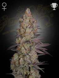 Exodus Cheese - GreenHouse Seeds