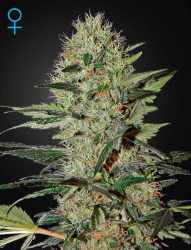 Exodus Cheese Auto - GreenHouse Seeds