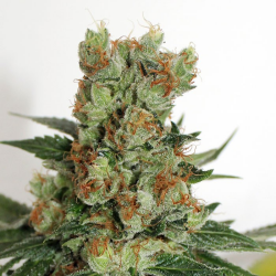 Fuel OG regulär - Ripper Seeds