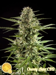 Cheesy Auto CBD - Philosopher Seeds