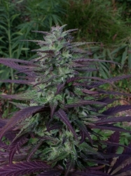 China Yunnan Reg. - ACE Seeds