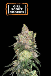 Girl Scout Cookies - Seedstockers