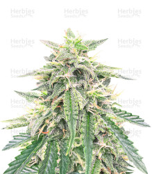 Northern Lights Auto (Expert Seeds) Cannabis-Samen