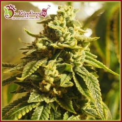 Glue Kripple - Dr Krippling Seeds