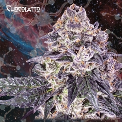 Chocolatto - Nemeseeds