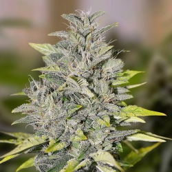 Cherry Pie Fast Version - High Speed Buds