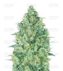 Strawberry Gum (Advanced Seeds) Cannabis-Samen