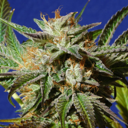 Gorilla Cookies - Original Sensible Seeds