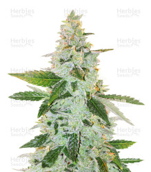 Larry's Lemon OG (Garden Of Green) Cannabis-Samen