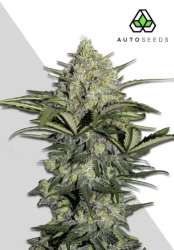 Gorilla Glue Autoflower - Auto Seeds