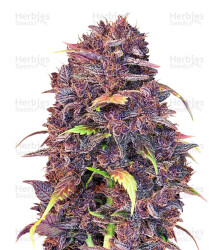 Purple Lemonade Auto feminisierte Samen (Fast Buds)